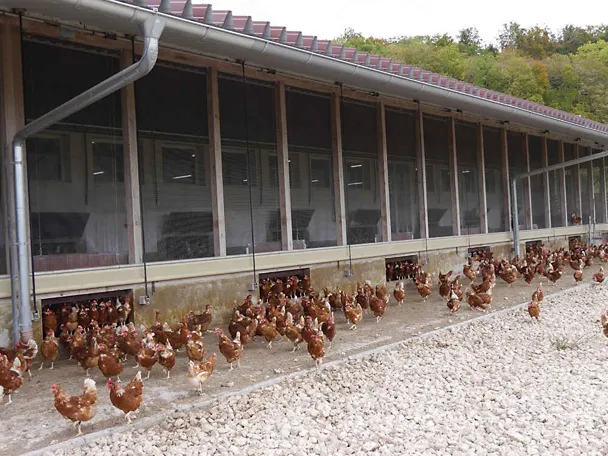 Legehennen des Klosterguts Neresheims Legehennen des Klosterguts Neresheims