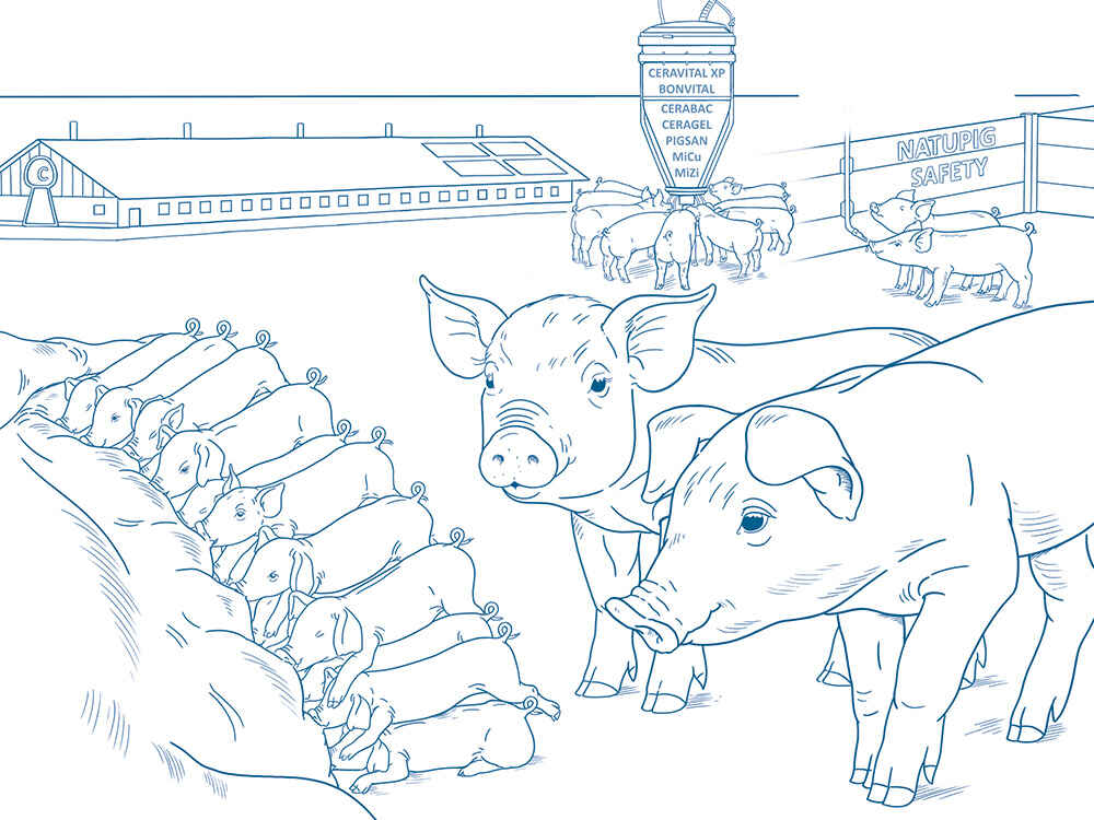 Ferkelaufzucht mit dem SCHAUMANN-Konzept