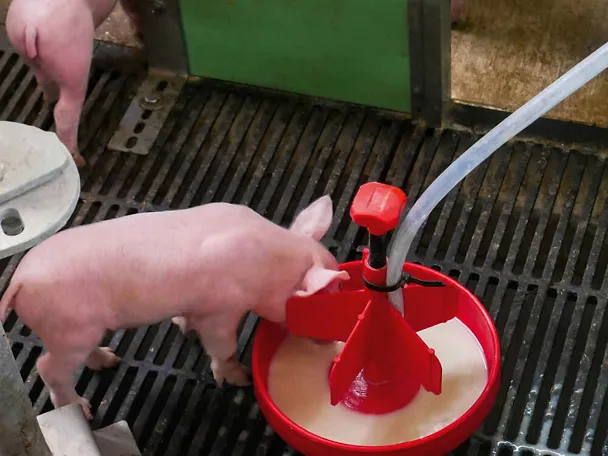 Ferkel an der BI-LACTAL-BAR