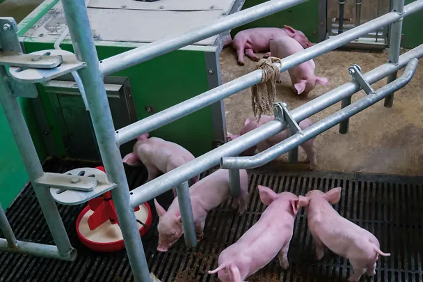 Ferkel an der BI-LACTAL-NAR