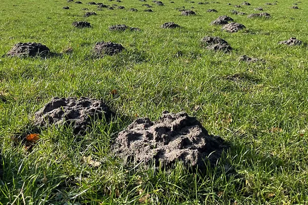 Maulwurfshaufen auf einer Wiese