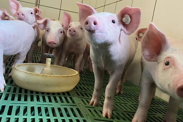 Ferkel im Stall Ferkel im Stall