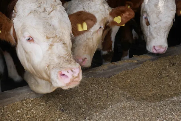 Bullen am Futtertisch