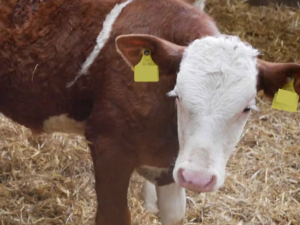 Kalb in der Fresseraufzucht