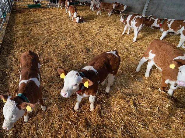 Fresseraufzucht im Stall