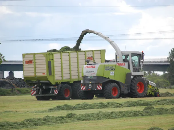 Ernte von Grassilage mit einem Feldhäcksler