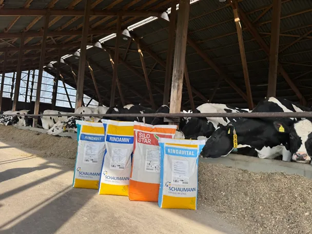 Vier SCHAUMANN-Produkte für Rinder für die heißen Monate