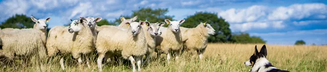 Schafe auf der Weide mit einem Hund zusammen