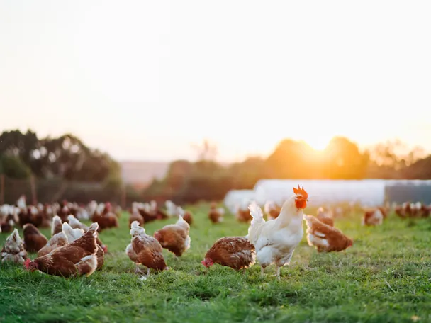 Hühner im Freiland