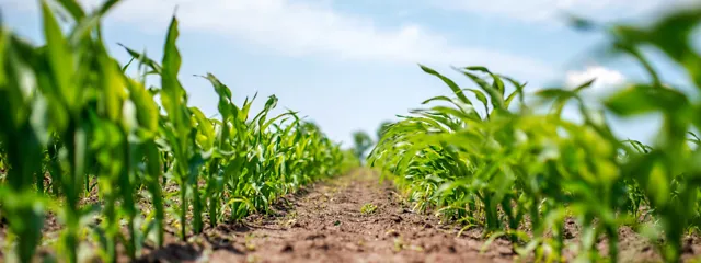 Junge Maispflanzen im Feld Junge Maispflanzen im Feld