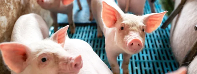 Schweine in Schweinebuchten mit Spaltenboden
