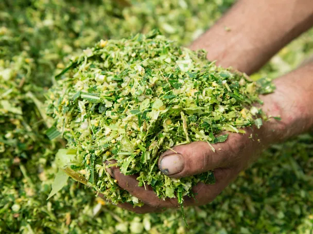 Hände greifen in Maissilage Hände greifen in Maissilage